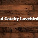 Cute And Catchy Lovebird Names