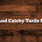 Cute And Catchy Turtle Names