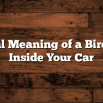 Spiritual Meaning of a Bird Flying Inside Your Car